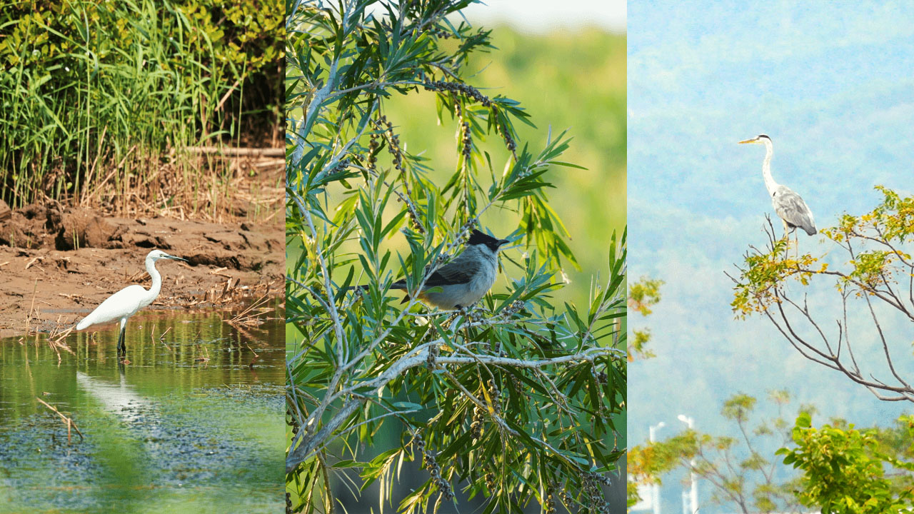 横琴国家湿地公园-鸟