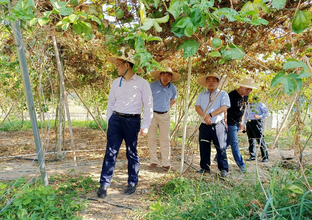 考察石浪村百香果种植示范基地